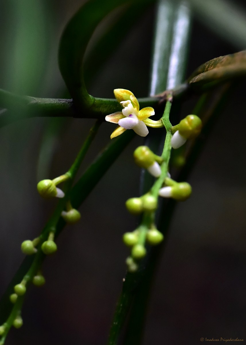 Cleisostoma tenuifolium (L.) Garay